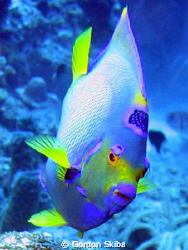Queen Angel Fish photograph taken around Curacao in 2008 ... by Gordon Skiba 